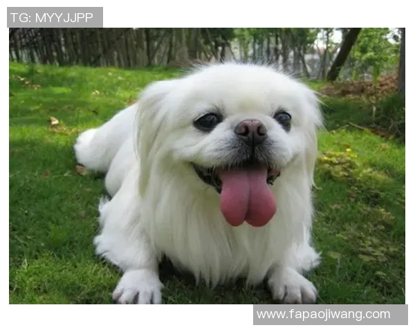 狗狗足球明星的名字有哪些你知道吗一起来看看这些可爱的球星吧